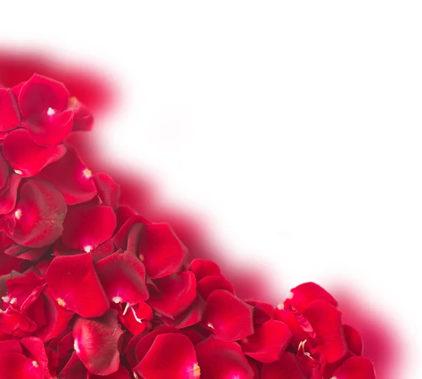 Frame of dark  red rose petals Stock Image