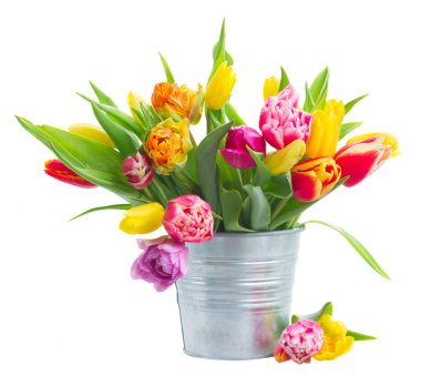 bahar laleleri ve irisler