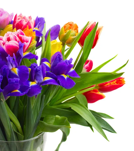 Jarní tulipány a duhovky — Stock fotografie