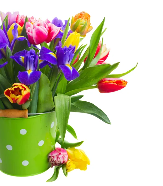 Tulipanes e iris de primavera — Foto de Stock