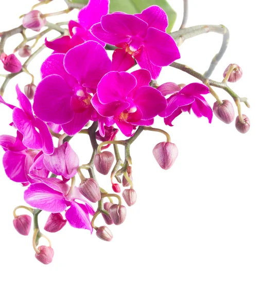 Куча фиолетовых орхидей — стоковое фото