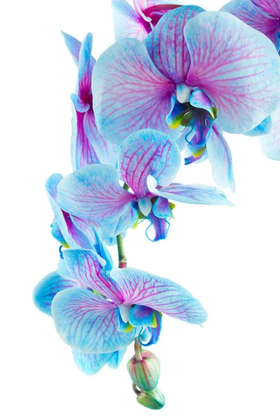 Gambo delle orchidee blu — Foto Stock