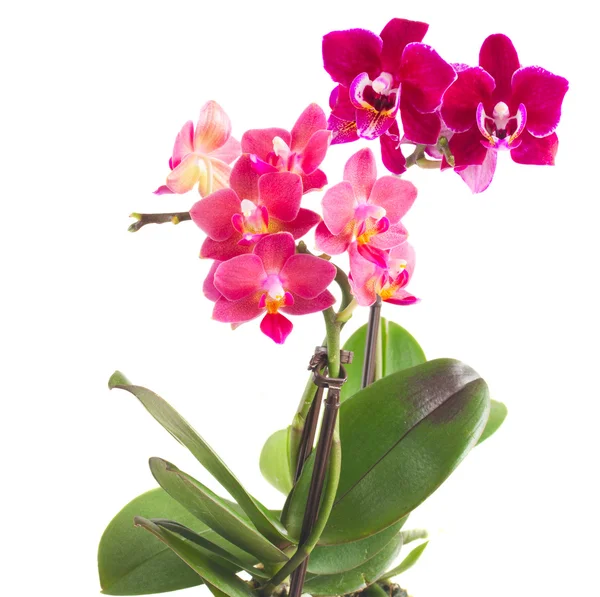 Fresh pink orchid in pot — Stock Photo, Image