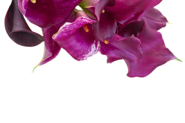 Flores de lirio de Calla —  Fotos de Stock