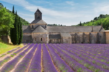 Abbey Senanque ve Lavanta tarlası, Fransa