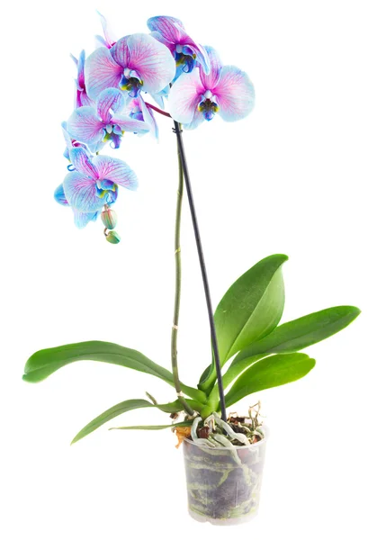 Kék orchideák szárát — Stock Fotó
