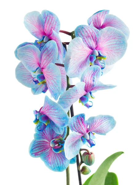 Stjälk av blå orkidéer — Stockfoto