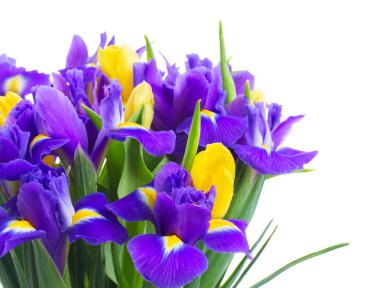 bahar laleleri ve irisler