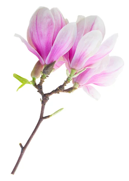 Virágzó magnólia rózsaszín virágok — Stock Fotó