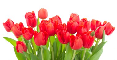 taze kırmızı lale çiçek