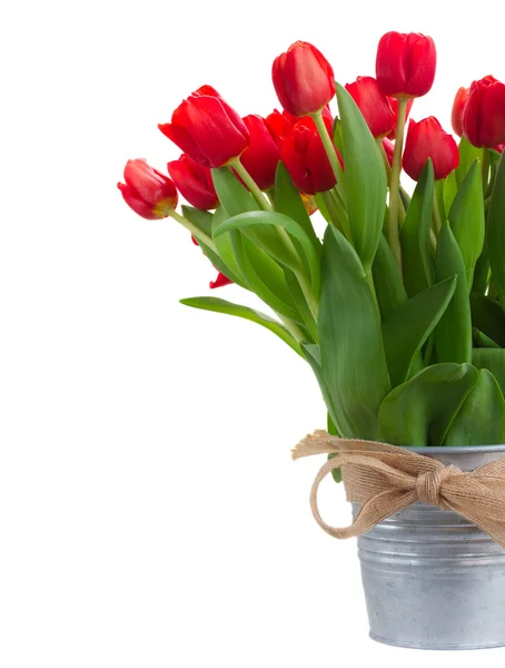 Flores de tulipa vermelha fresca — Fotografia de Stock