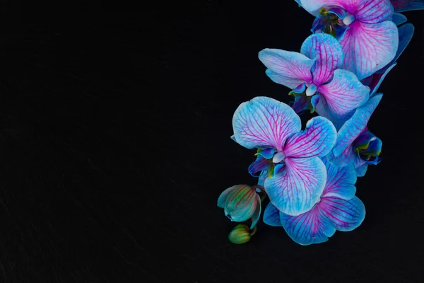 Bunch of violet orchids — Stock Photo, Image