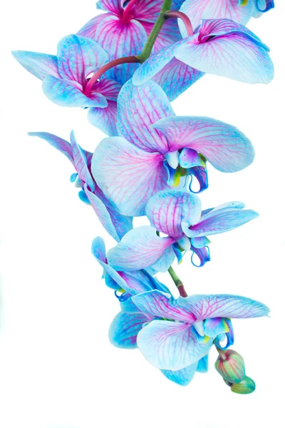 Stiel von blauen Orchideen — Stockfoto