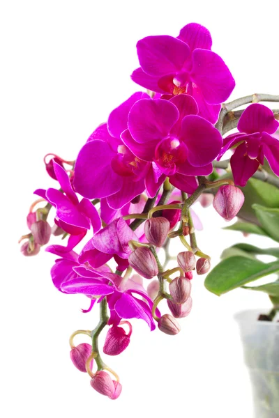 Bos van violet orchideeën — Stockfoto