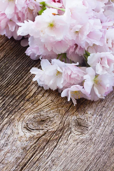 Větvičky s třešňových květů — Stock fotografie