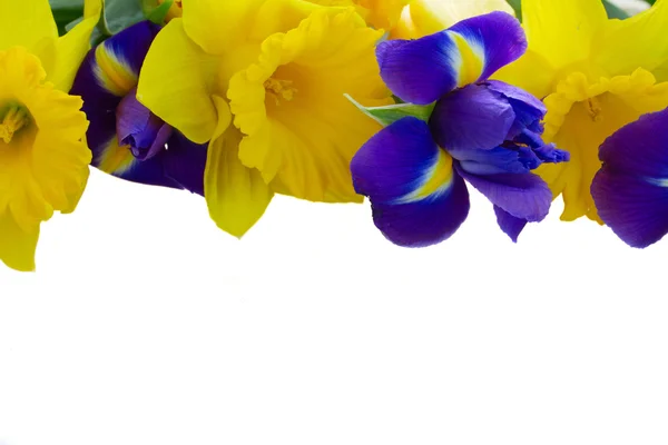 Voorjaar narcissus, tulpen en irissen — Stockfoto