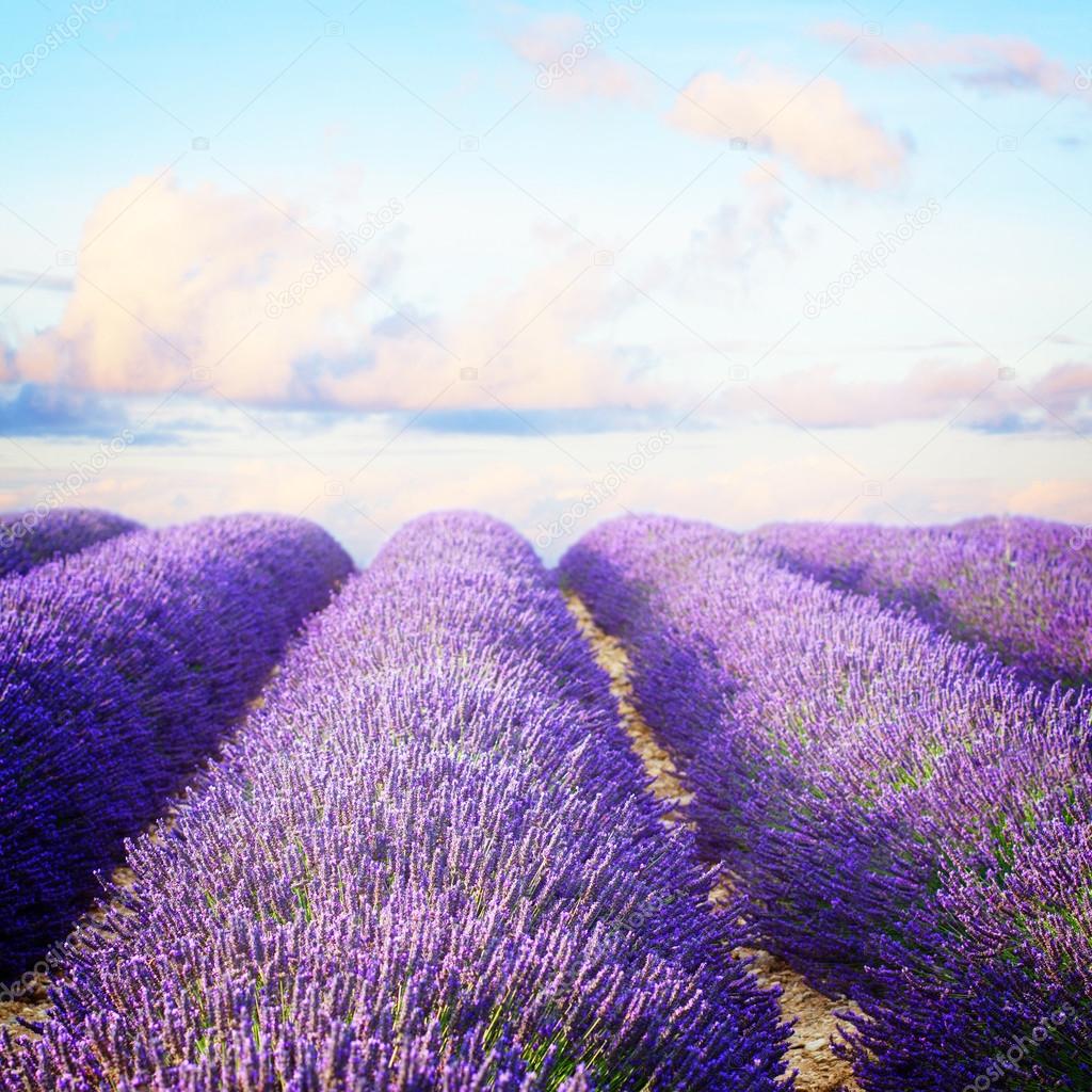 Blooming Lavender field