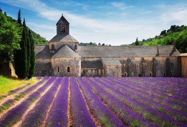 Abbey Senanque ve Lavanta tarlası, Fransa