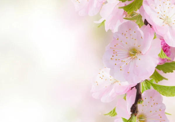 Kirsikka Kukat vihreä puutarha — kuvapankkivalokuva