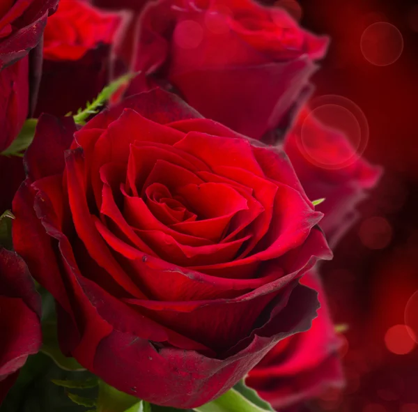 Scarlet roses  on dark background — Stock Photo, Image