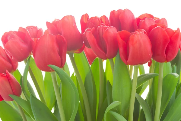 Fleurs de tulipes rouges fraîches — Photo