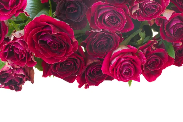Border of red and pink roses — Stock Photo, Image