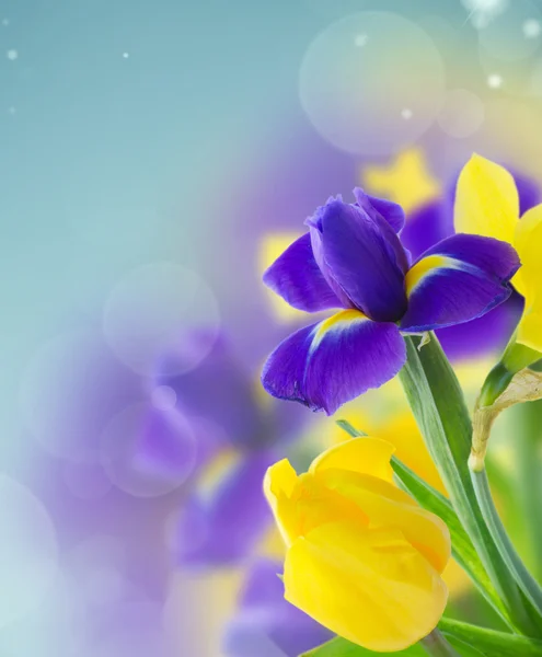 Voorjaar narcissus en iris — Stockfoto