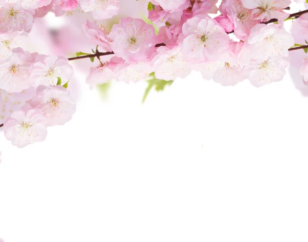 Blühende weiße Baumblüten — Stockfoto