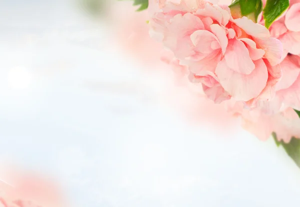 Granica kolorowych kwiatów hibiskusa — Zdjęcie stockowe