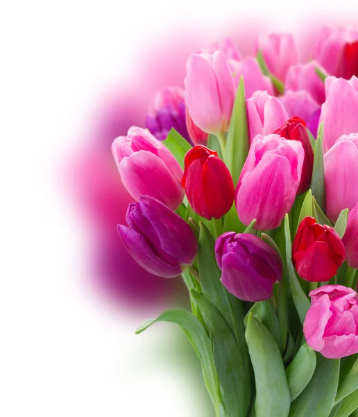 粉红色和紫色的郁金香花束 — 图库照片
