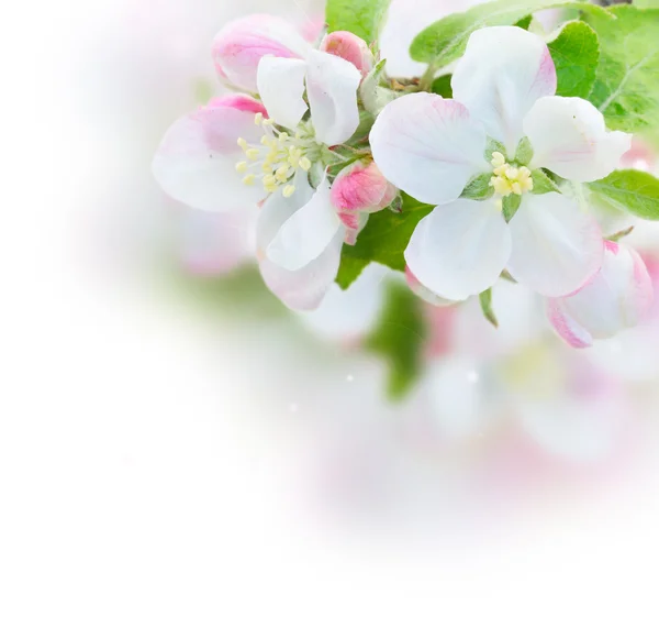 Apple tree blossom — Stock Photo, Image