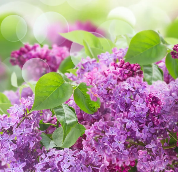 Bush van Lilac — Stockfoto