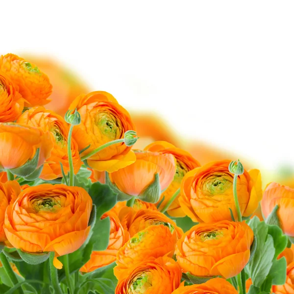 Laranja ranúnculo flores fronteira — Fotografia de Stock