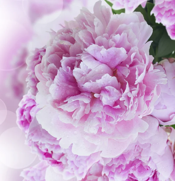 Pink peonies border — Stock Photo, Image