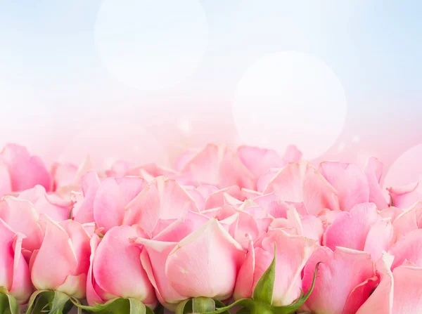 Border of  pink garden roses — Stock Photo, Image