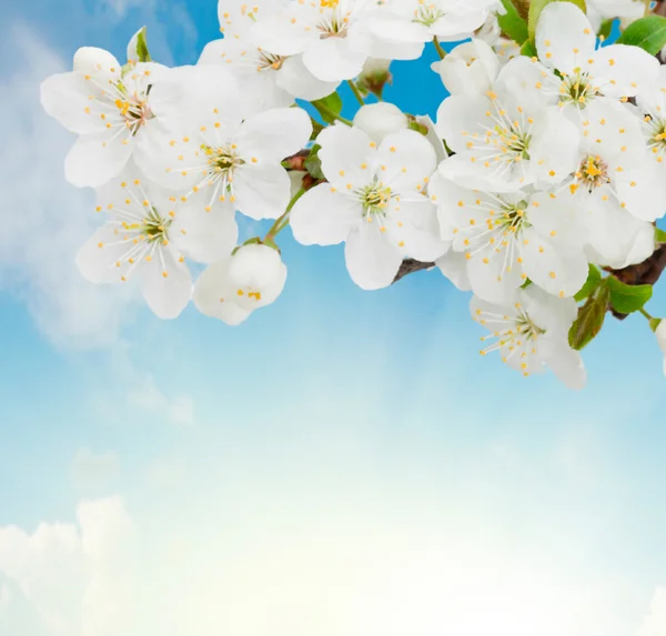 Blühende Pflaumenblumen am Himmel Hintergrund — Stockfoto