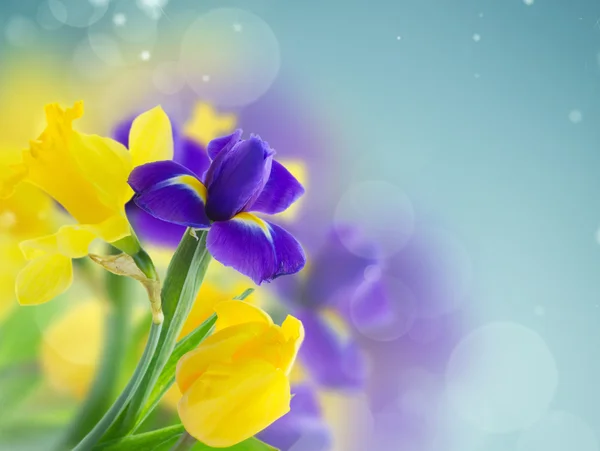 Spring narcissus and iris — Stok Foto