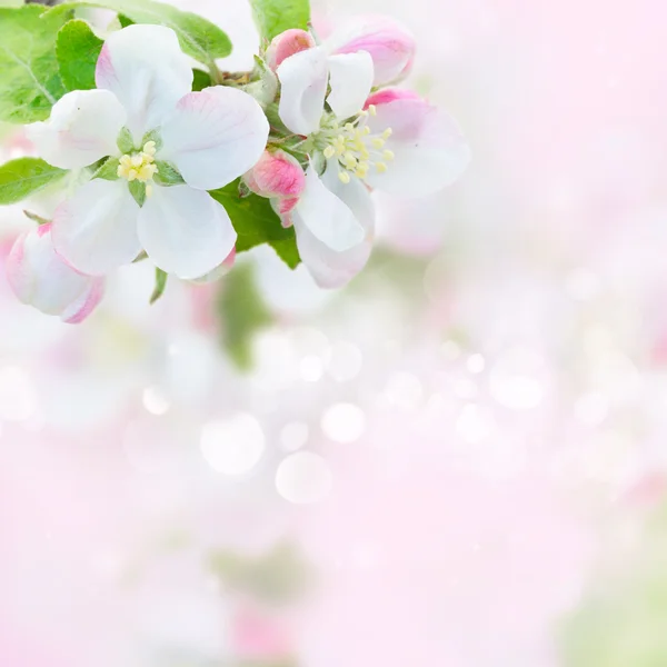 Apfelbaumblüte — Stockfoto