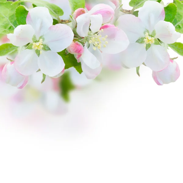 Άνθη μηλιάς — Φωτογραφία Αρχείου
