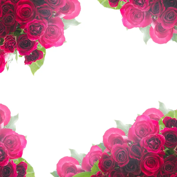 빨간 장미의 테두리 — 스톡 사진