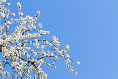 Çiçek açan elma ağacı