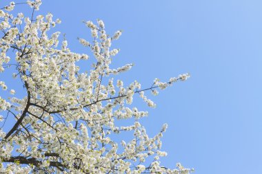 Çiçek açan elma ağacı