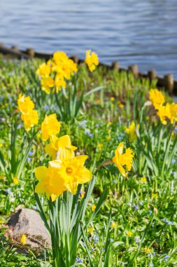 Nergis çiçekleri ile çim