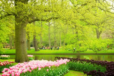 bahar bahçe içinde keukenhof, Hollanda