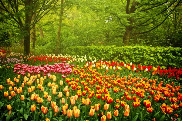 Flores de primavera en Jardín —  Fotos de Stock