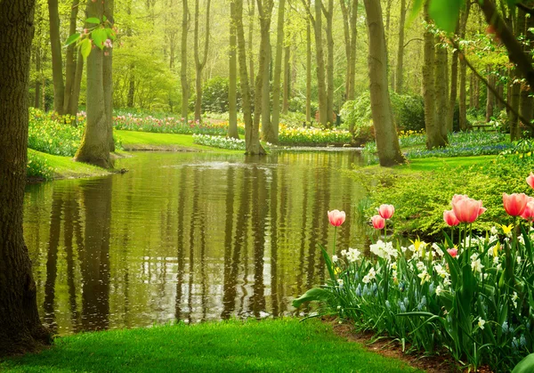 Spring garden Keukenhof, Netherlands — Stock Photo, Image