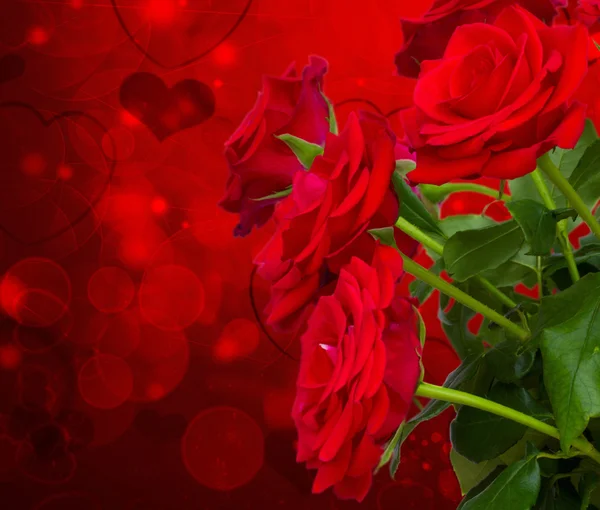 Rose scarlatte su sfondo scuro — Foto Stock