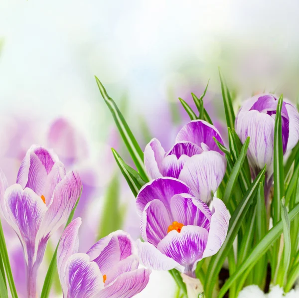 Crochi primaverili sotto la neve — Foto Stock