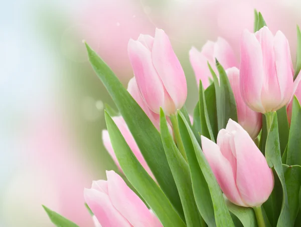 Primo piano di tulipani rosa — Foto Stock