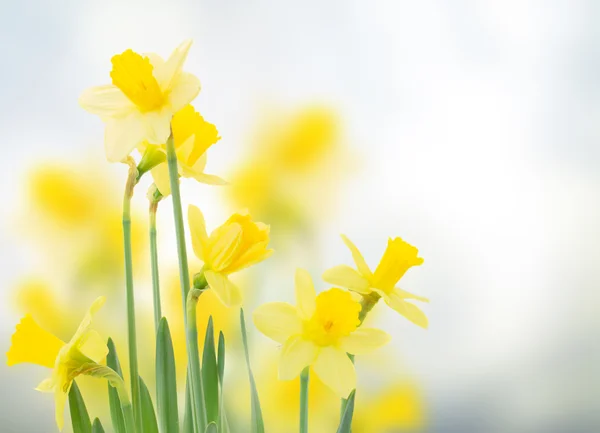 Jonquilles de printemps dans le jardin — Photo